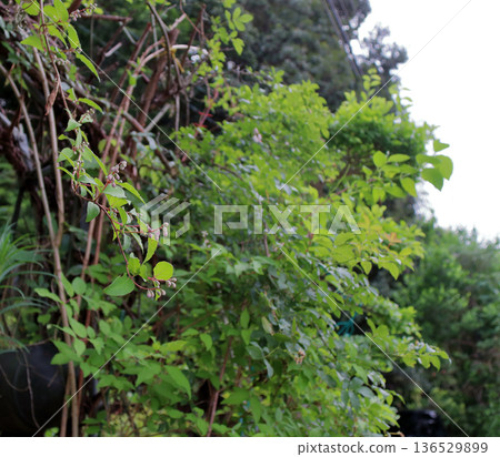 重瓣沙羅樹(Sarasaurus serrata)花 重瓣沙羅樹(Sarasaurus serrata)花 136529899