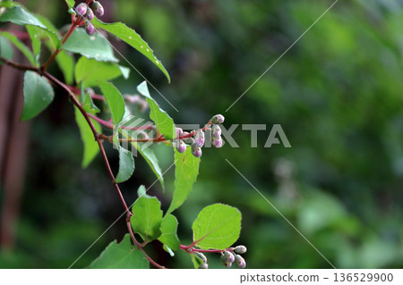 重瓣沙羅樹（Sarasaurus serrata）花 136529900