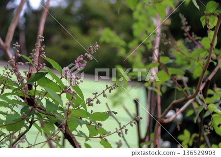 重瓣沙羅樹(Sarasaurus serrata)花 重瓣沙羅樹(Sarasaurus serrata)花 136529903