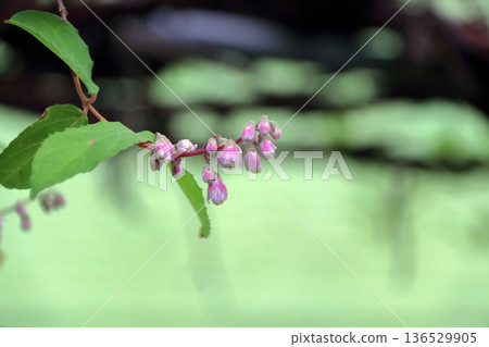 重瓣沙羅樹(Sarasaurus serrata)花 重瓣沙羅樹(Sarasaurus serrata)花 136529905