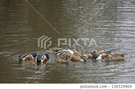 Waltz on the water, ducks twirling in the moat 136529909