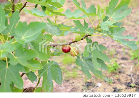 The fruit of FIG. 136529917