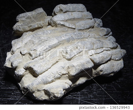 珊瑚化石 136529943