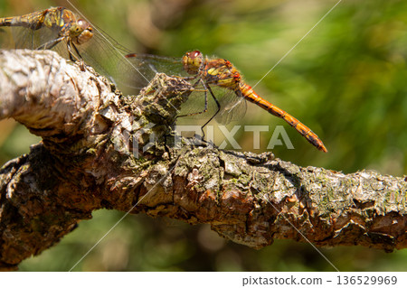 Two dragonflies on a tree branch Two dragonflies on a tree branch 136529969