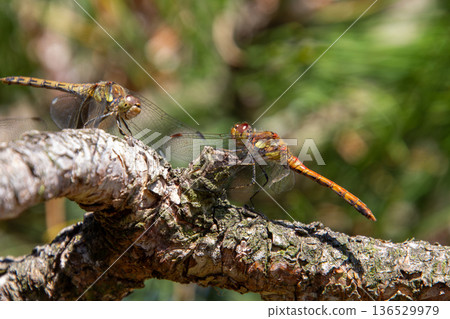 Two dragonflies on a tree branch Two dragonflies on a tree branch 136529979