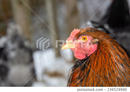 Brown Bramha rooster walking in the snow Brown Bramha rooster walking in the snow 136529980