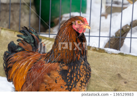 Brown Bramha rooster walking in the snow Brown Bramha rooster walking in the snow 136529983
