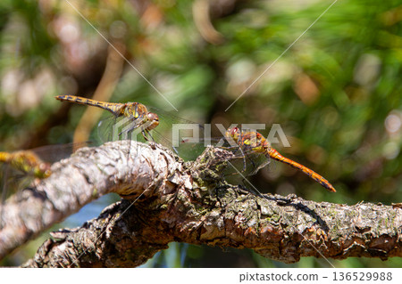 Three dragonflies on a tree branch Three dragonflies on a tree branch 136529988