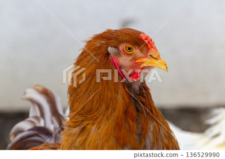 Brown Bramha rooster walking in the snow 136529990