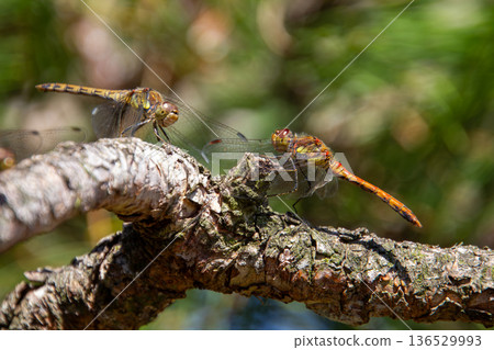 Two dragonflies on a tree branch 136529993