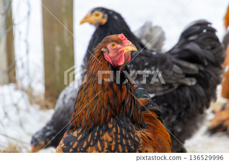 Brown Bramha rooster walking in the snow 136529996