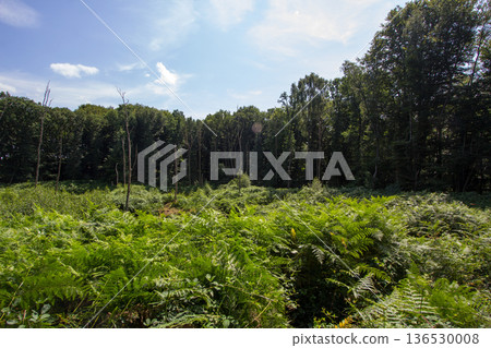 Forest landscape near Beek in the Achterhoek 136530008