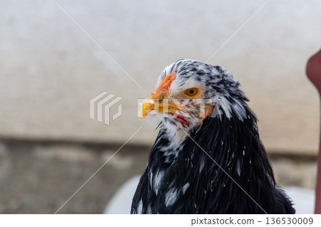 Single black Bramha chicken walking in the snow 136530009