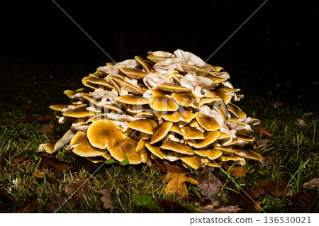 Close-up of a group of mushrooms in the forest Close-up of a group of mushrooms in the forest 136530021