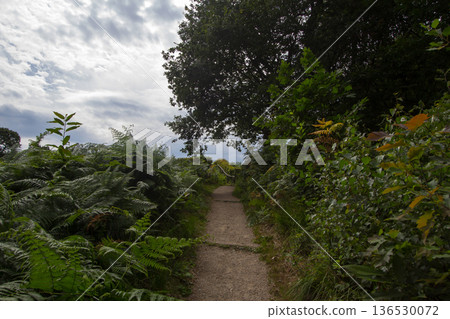 Forest landscape near Beek in the Achterhoek Forest landscape near Beek in the Achterhoek 136530072