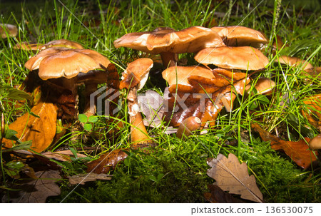 Close-up of a group of mushrooms in the forest Close-up of a group of mushrooms in the forest 136530075