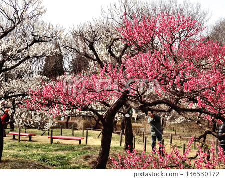 初春時節，陽光明媚，在東京府中市朝間町府中之森公園拍攝紅白相間的梅花。 136530172