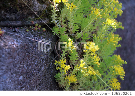 景天屬植物的自然生長 136530261