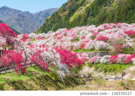 Hanamo no Sato 136530527