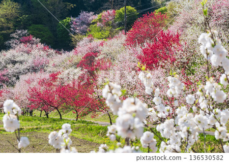 花開的桃樹(位於花開桃樹村) 花開的桃樹(位於花開桃樹村) 136530582
