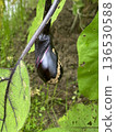 Eggplants growing in the field 136530588