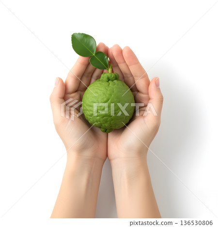 Kaffir Lime Vegetable Hand Holding Fruit with Leaf 136530806