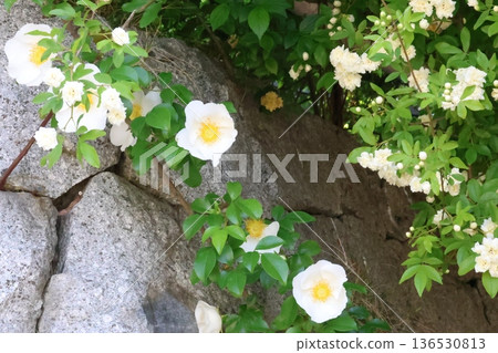 White mockholough 136530813