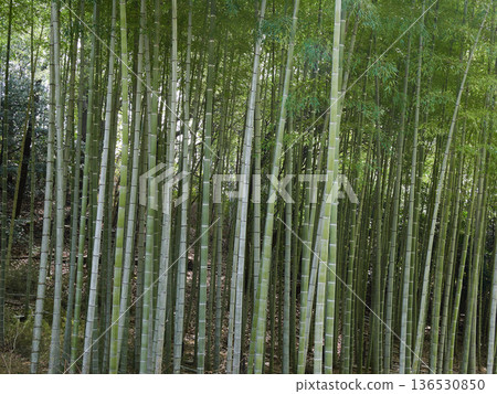 冬季白天,公園裡美麗的竹林景色盡收眼底。 冬季白天,公園裡美麗的竹林景色盡收眼底。 136530850