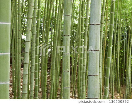冬季白天,公園裡美麗的竹林景色盡收眼底。 冬季白天,公園裡美麗的竹林景色盡收眼底。 136530852