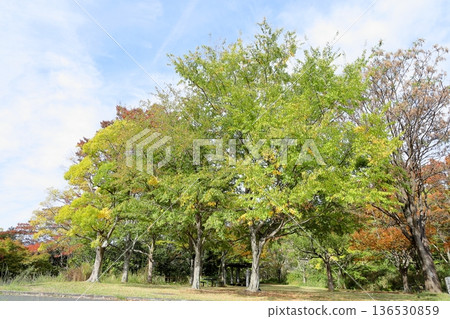 秋天的公園 136530859