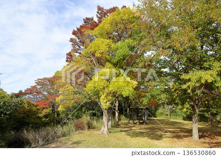 秋天的公園 秋天的公園 136530860