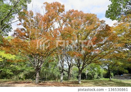 Autumn park: colorful zelkova leaves, autumn foliage Autumn park: colorful zelkova leaves, autumn foliage 136530861