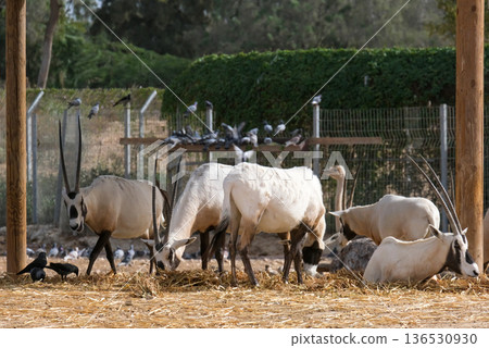 Arabian oryx or white oryx (Oryx leucoryx) Arabian oryx or white oryx (Oryx leucoryx) 136530930