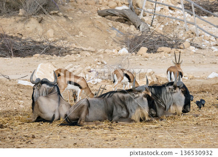 The blue wildebeest or brindled gnu (Connochaetes taurinus) and Thomson's gazelle (Eudorcas thomsonii) 136530932