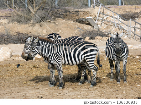 The plains zebra (Equus quagga) The plains zebra (Equus quagga) 136530933