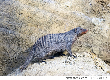 The banded mongoose (Mungos mungo) 136530934