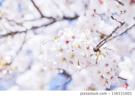 櫻花盛開 136531005