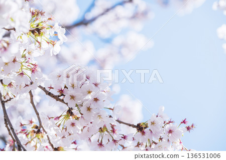  櫻花和藍天 136531006