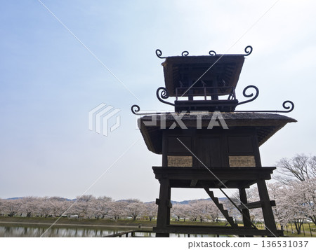 Towers and rows of cherry blossoms in full bloom at the Karako-Kagi ruins 136531037
