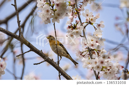 A brambling finches perched on a cherry blossom branch, a small spring bird shining against the blue sky 136531038
