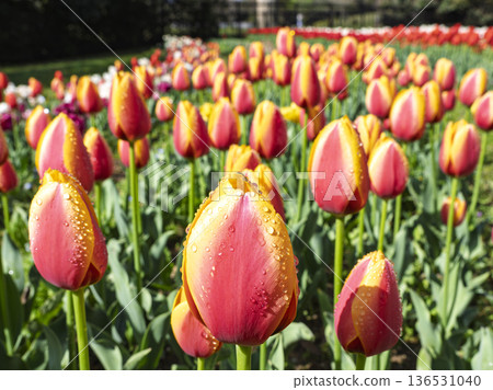 Sparkling with morning dew! Colorful tulip fields Sparkling with morning dew! Colorful tulip fields 136531040