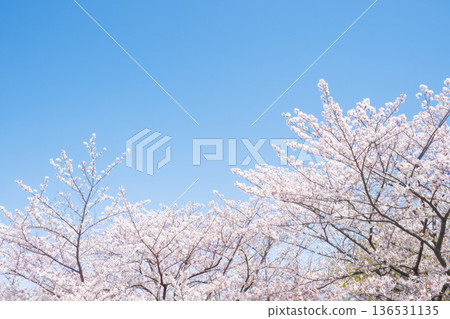 Cherry blossoms and blue sky Cherry blossoms and blue sky 136531135