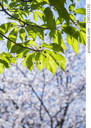 Young cherry blossom leaves and cherry blossoms in full bloom Young cherry blossom leaves and cherry blossoms in full bloom 136531138