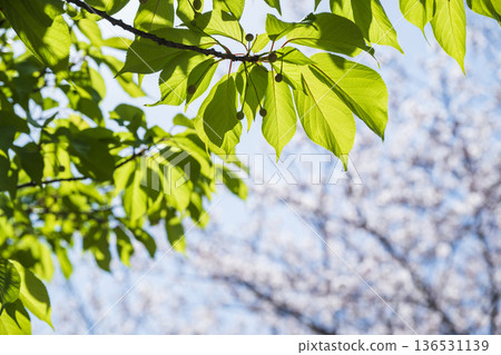 Young cherry blossom leaves and cherry blossoms in full bloom 136531139