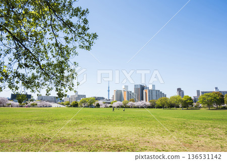 A large park where cherry blossoms bloom A large park where cherry blossoms bloom 136531142