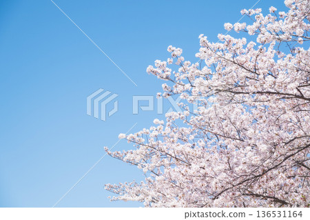  Cherry blossoms and blue sky 136531164