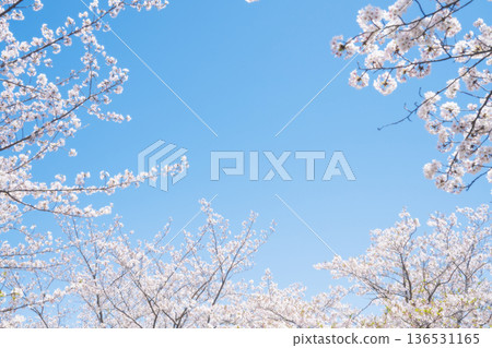  Cherry blossoms and blue sky 136531165
