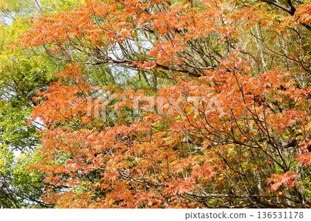 秋日公園：五彩繽紛的漆樹葉 136531178