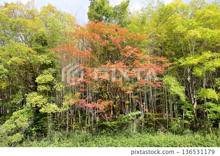 Autumn park: Colorful sumac leaves 136531179