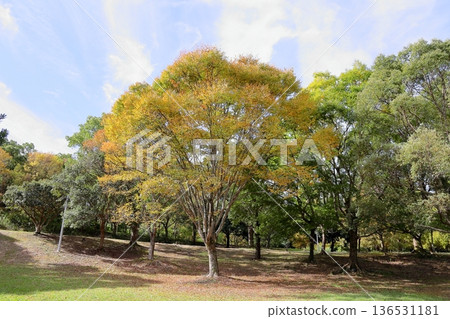 Autumn park colored zelkova leaves Autumn park colored zelkova leaves 136531181